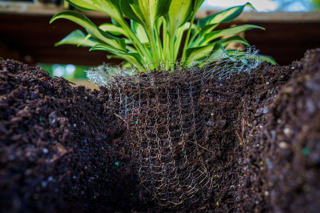 Dividing Perennials