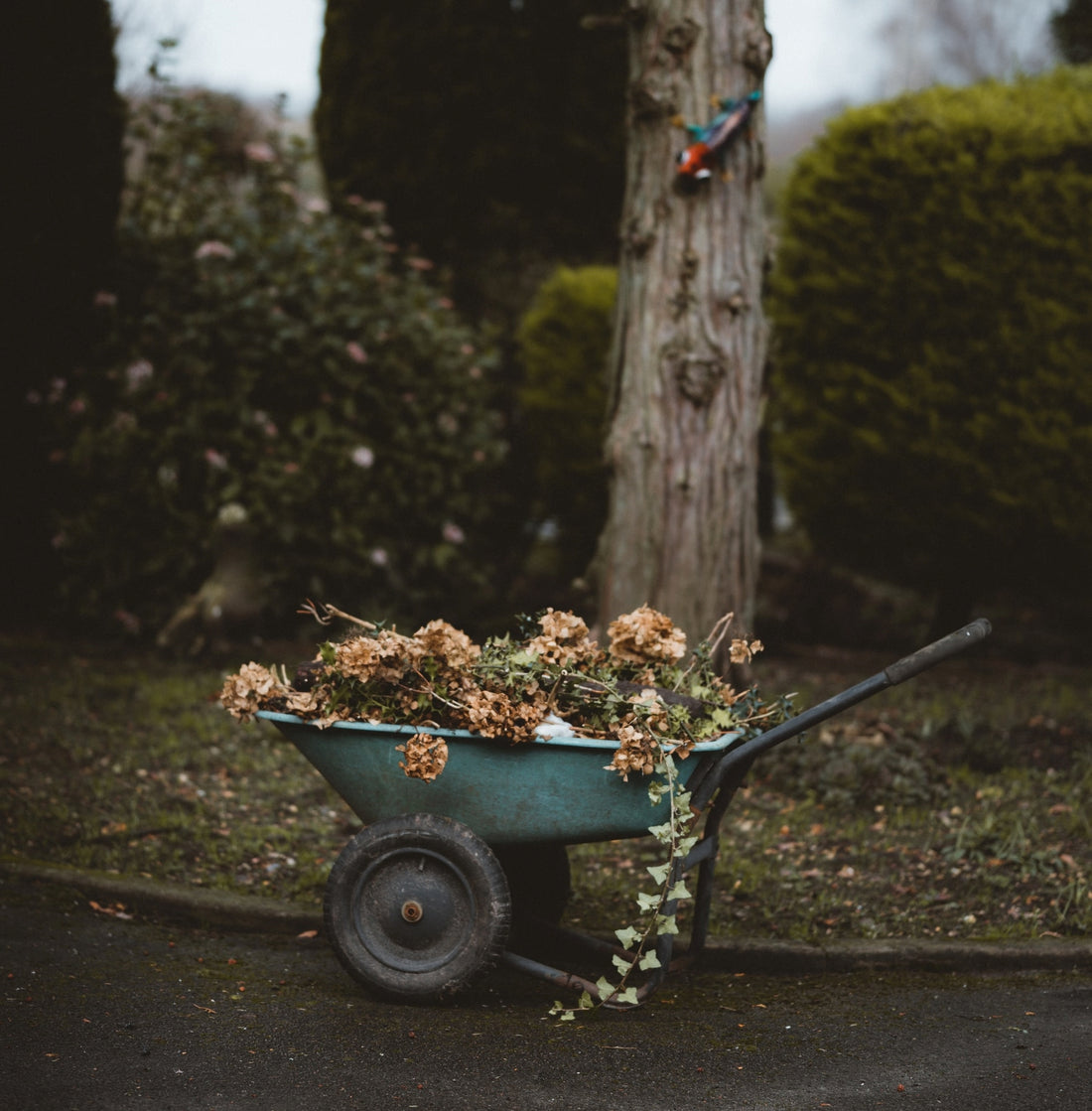 Spring Pruning