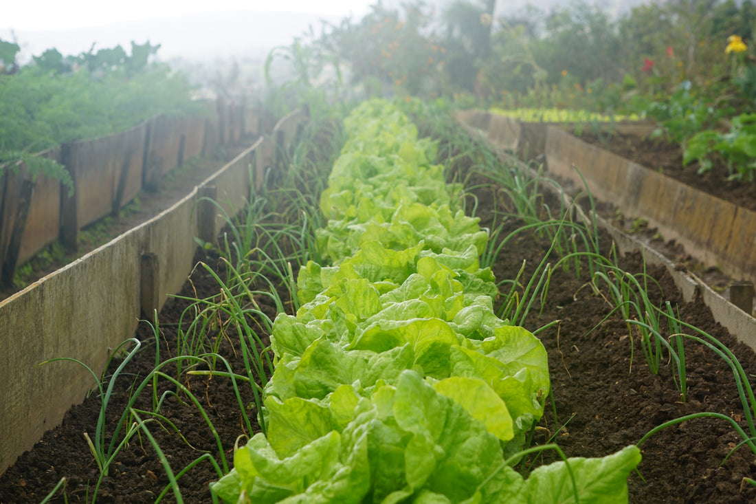 Late Summer Gardening