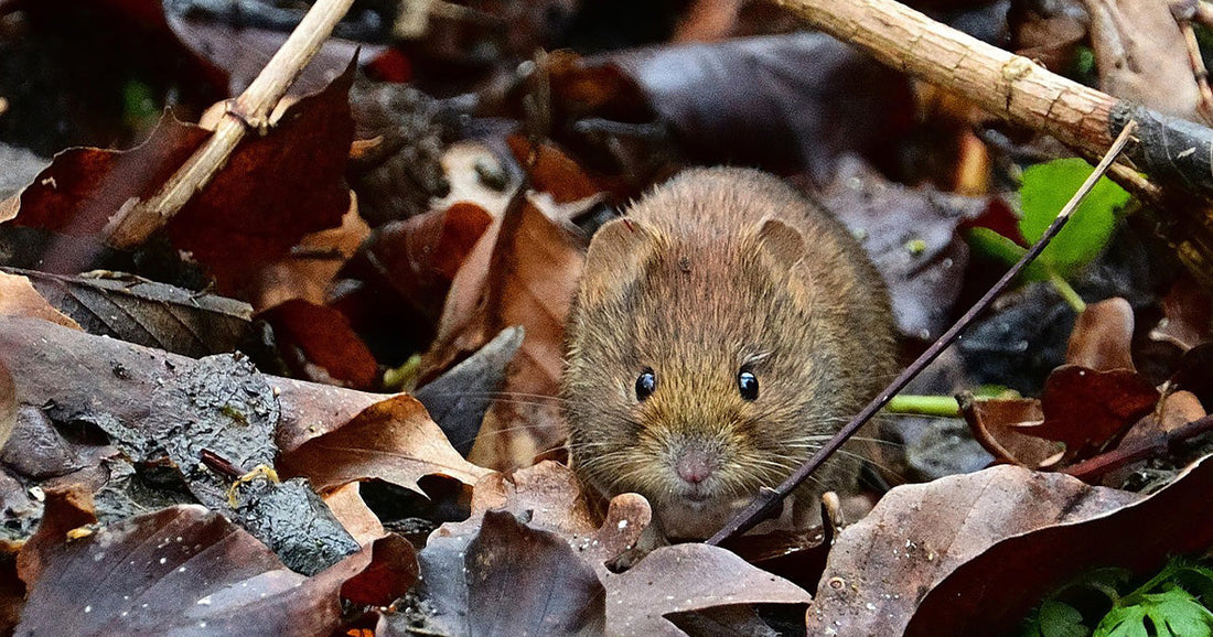 Moles or Voles? How to Tell The Difference