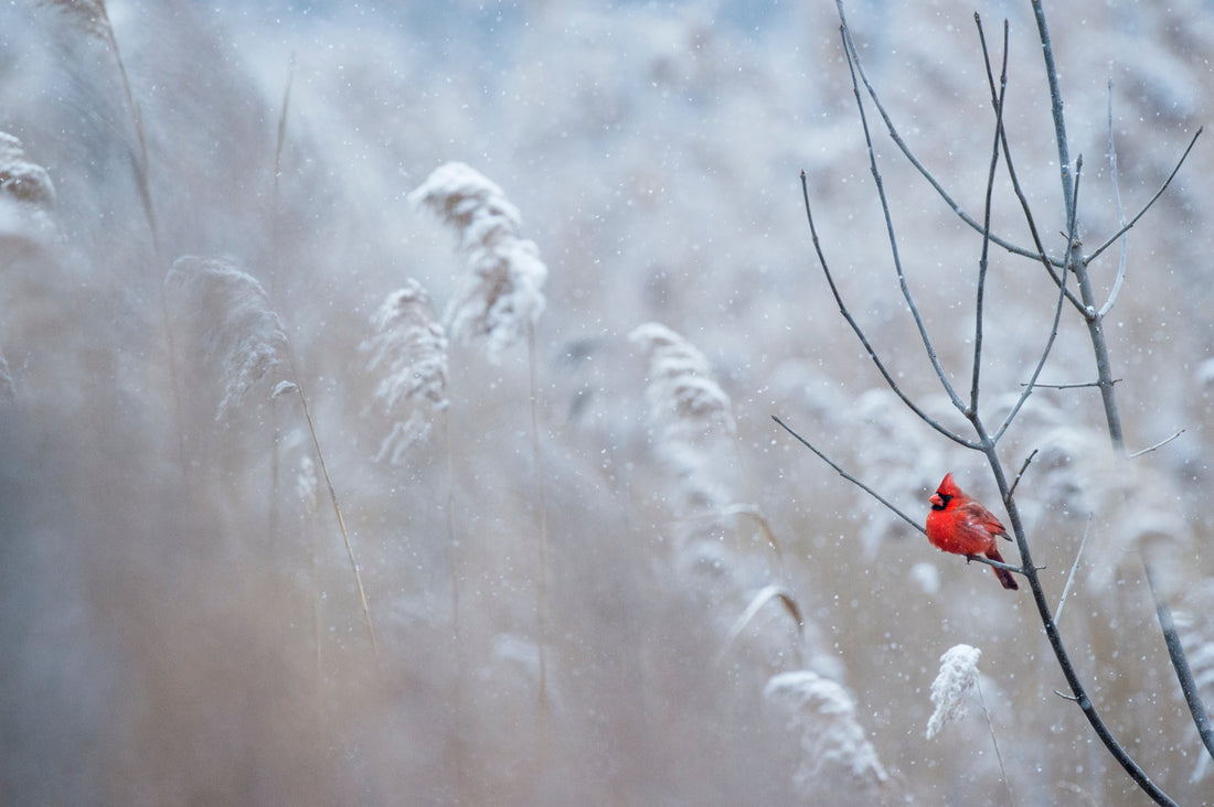 Preparing Your Garden for Winter