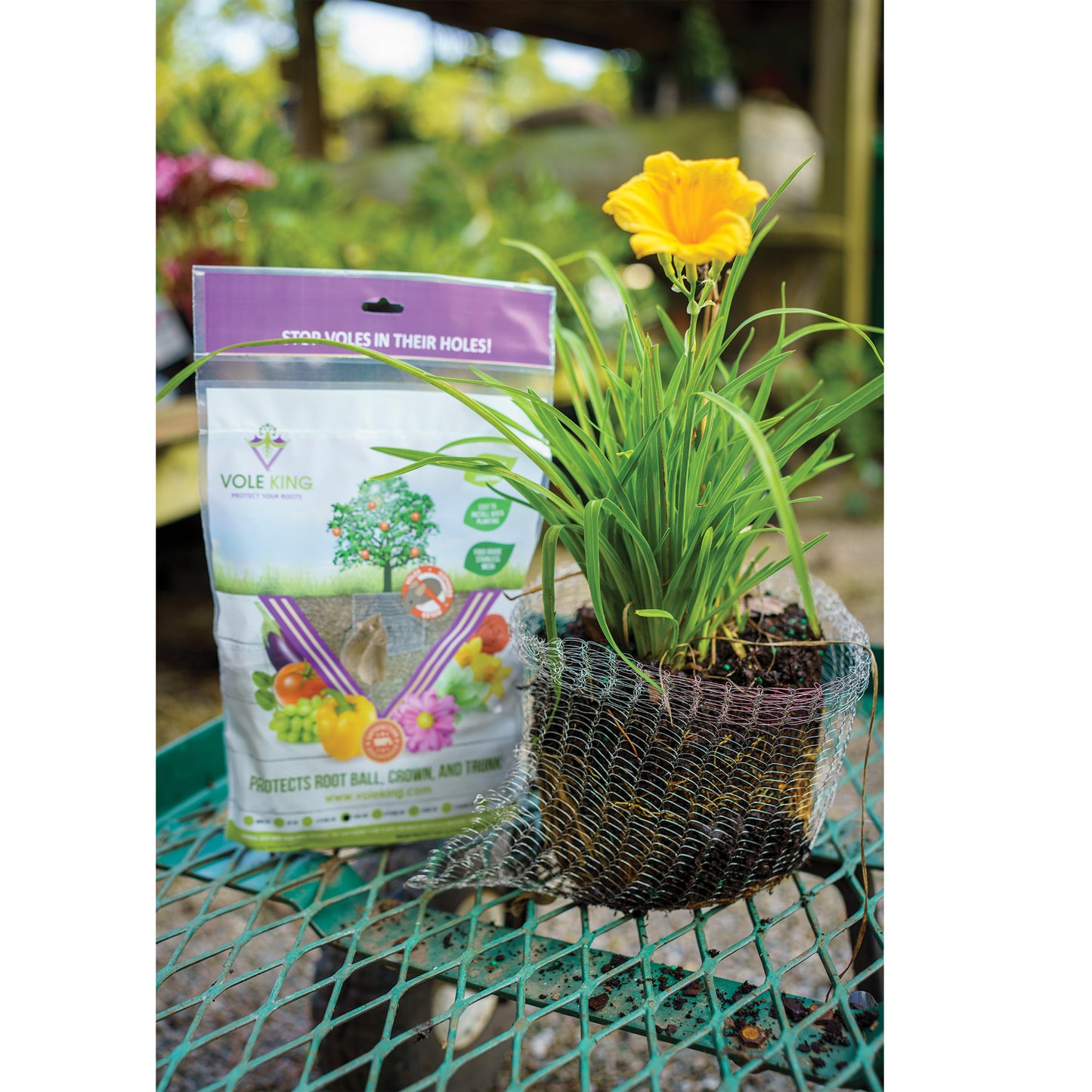 1 gallon Vole Basket (pack of 4 baskets)