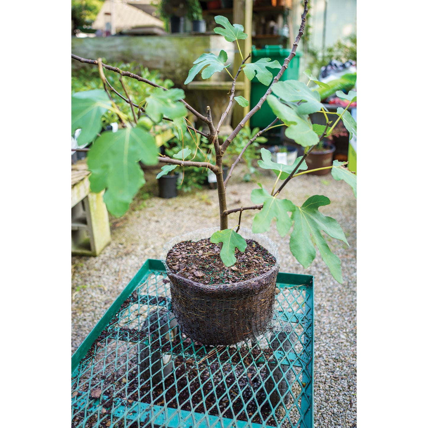 5 gallon Vole Basket (pack of 2 baskets)