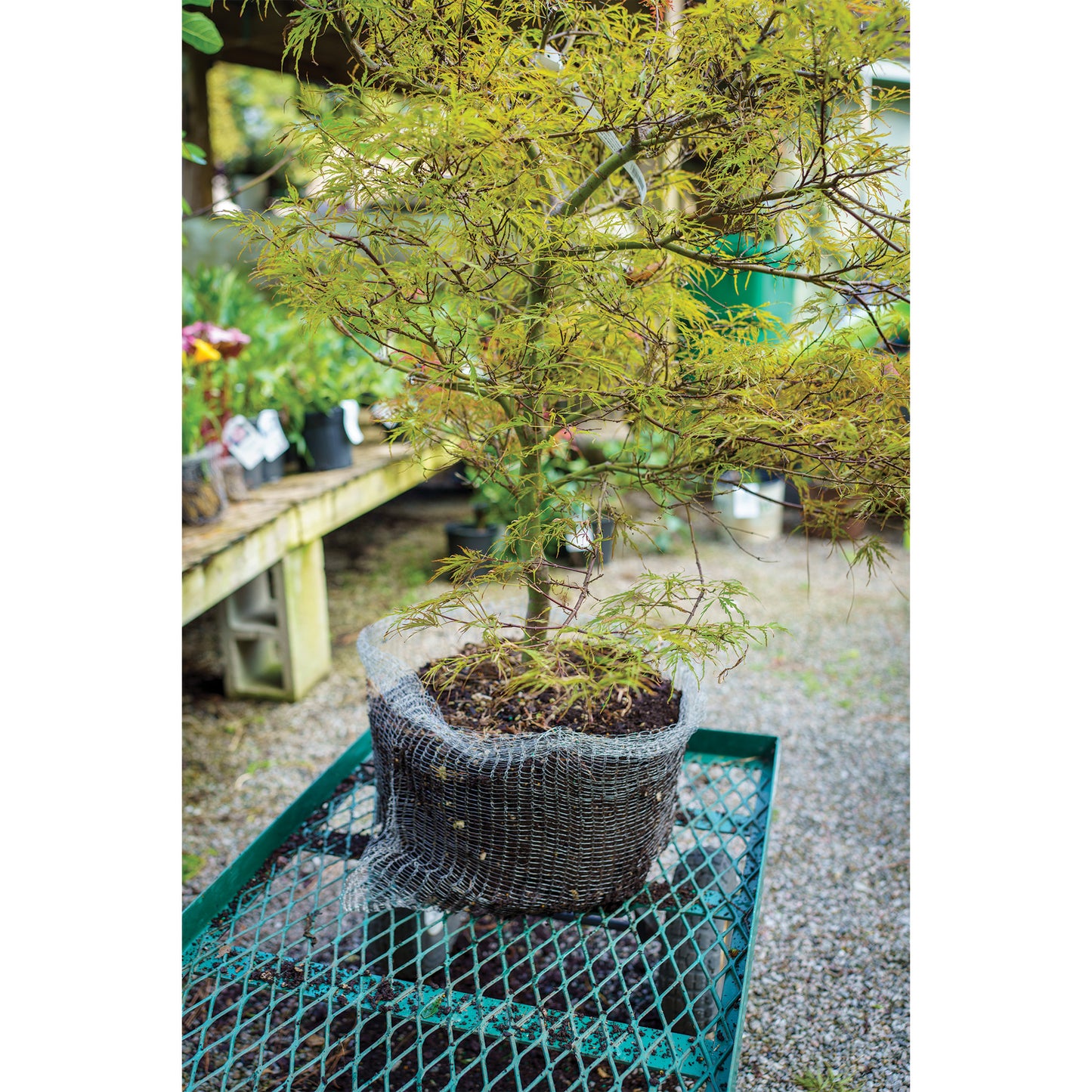 15 gallon Vole Basket (pack of 1 basket)